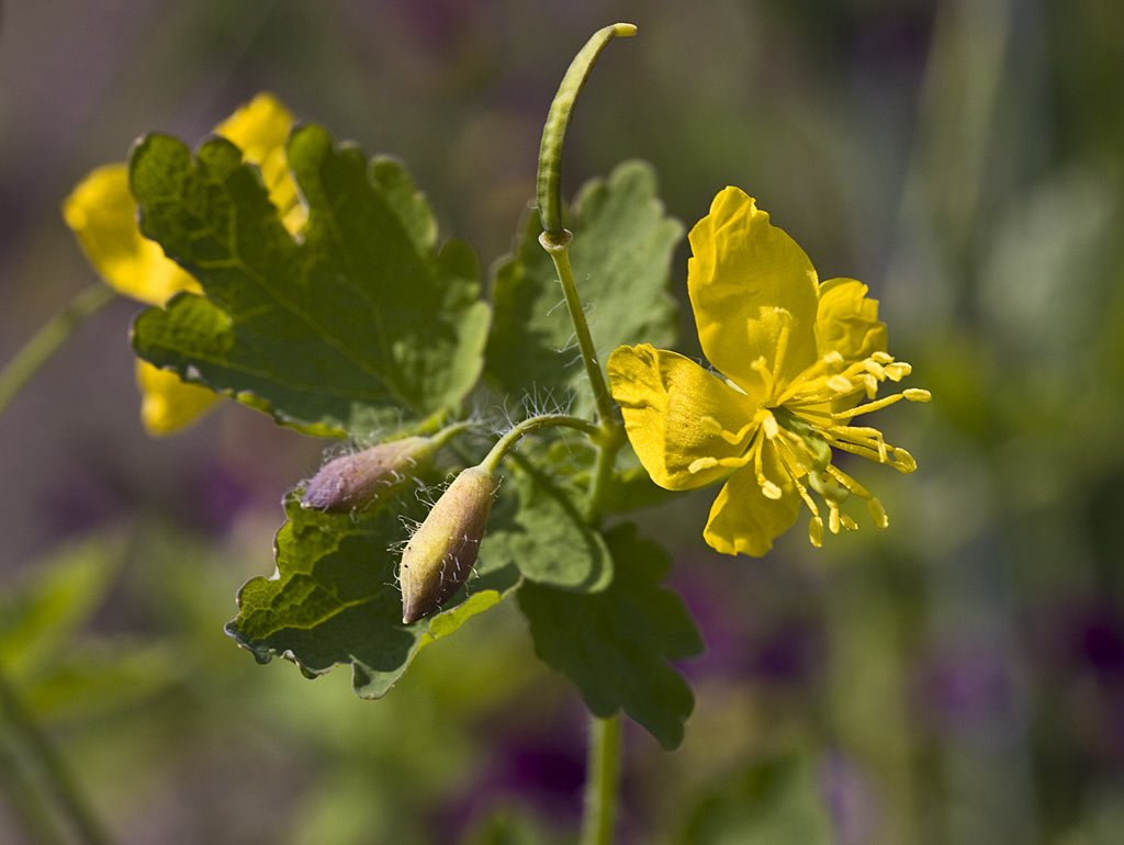 Stinkende gouwe - Chelidonium majus : Zakje