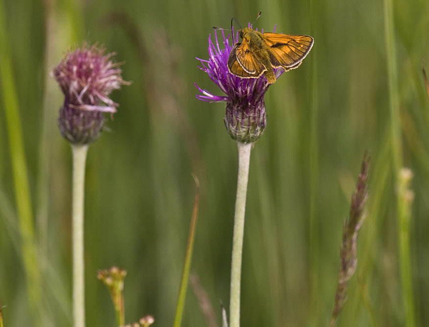 Spaanse ruiter - Cirsium dissectum : Zakje