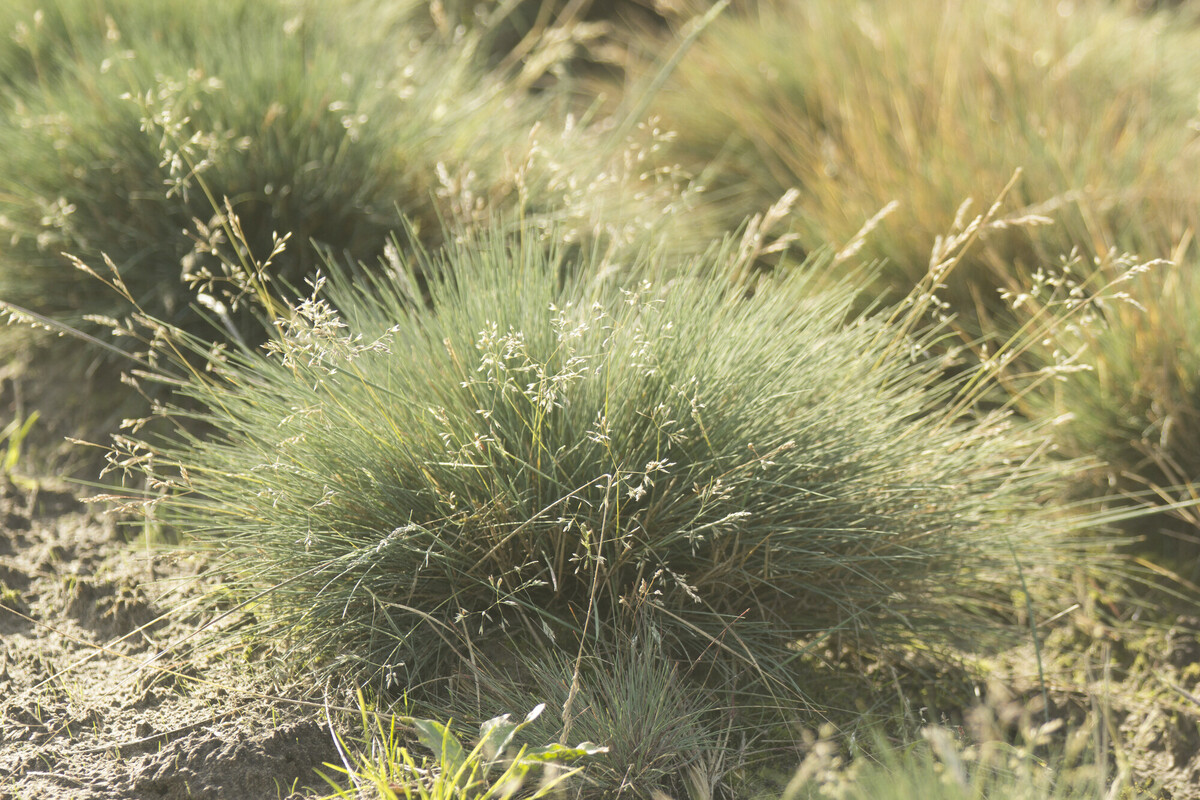 Buntgras - Corynephorus canescens : Losse grammen