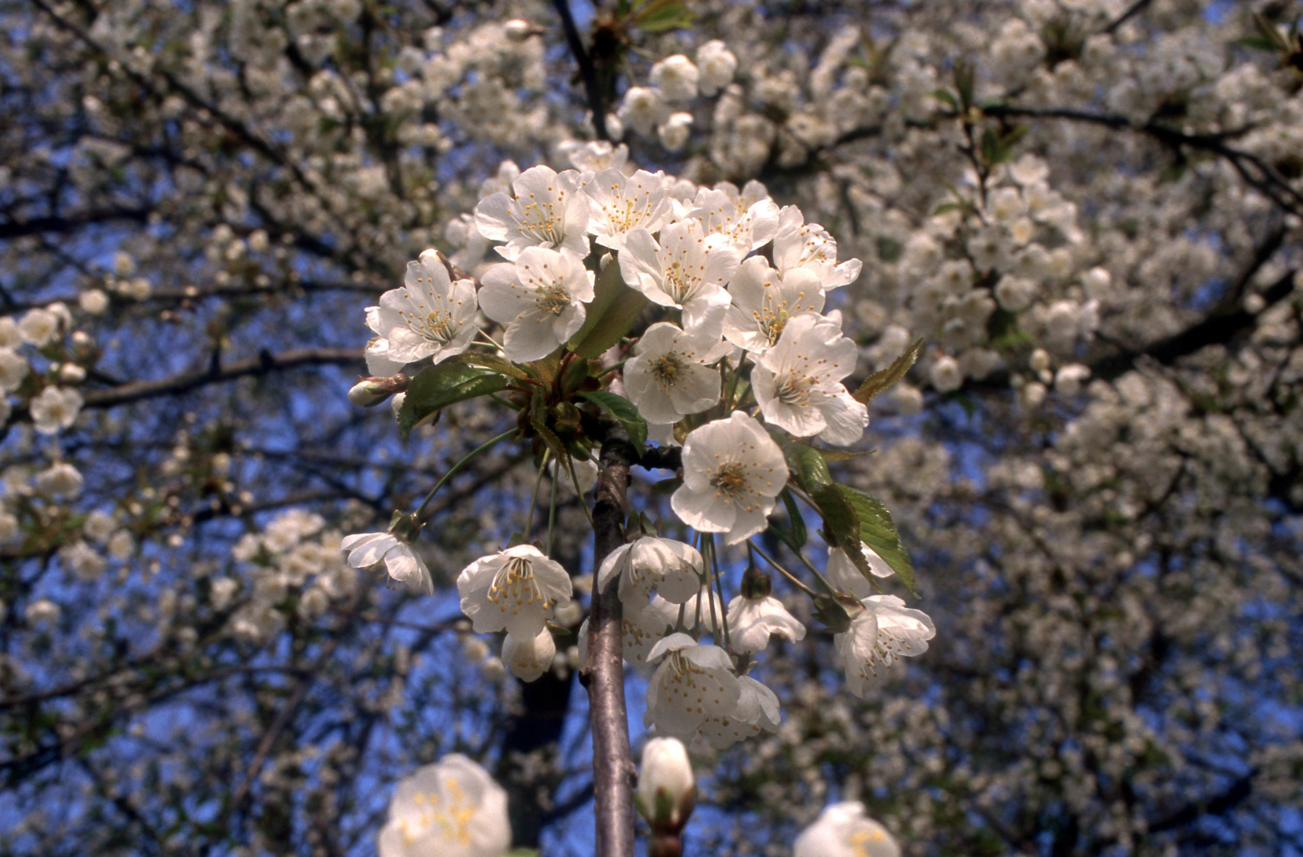 Zoete kers of Boskriek - Prunus avium : Los stuk wortelgoed
