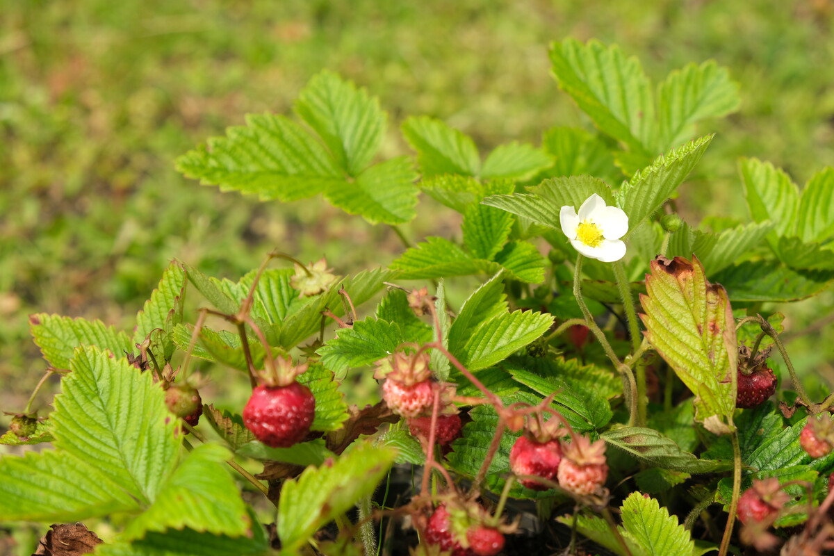 Grote bosaardbei - Fragaria moschata : Plant in P9 pot