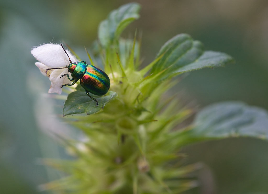 Gewone hennepnetel - Galeopsis tetrahit : Losse grammen