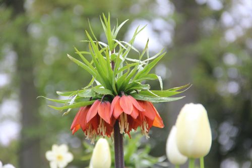 Keizerskroon - Fritillaria imperialis : Verpakking met 1 bol