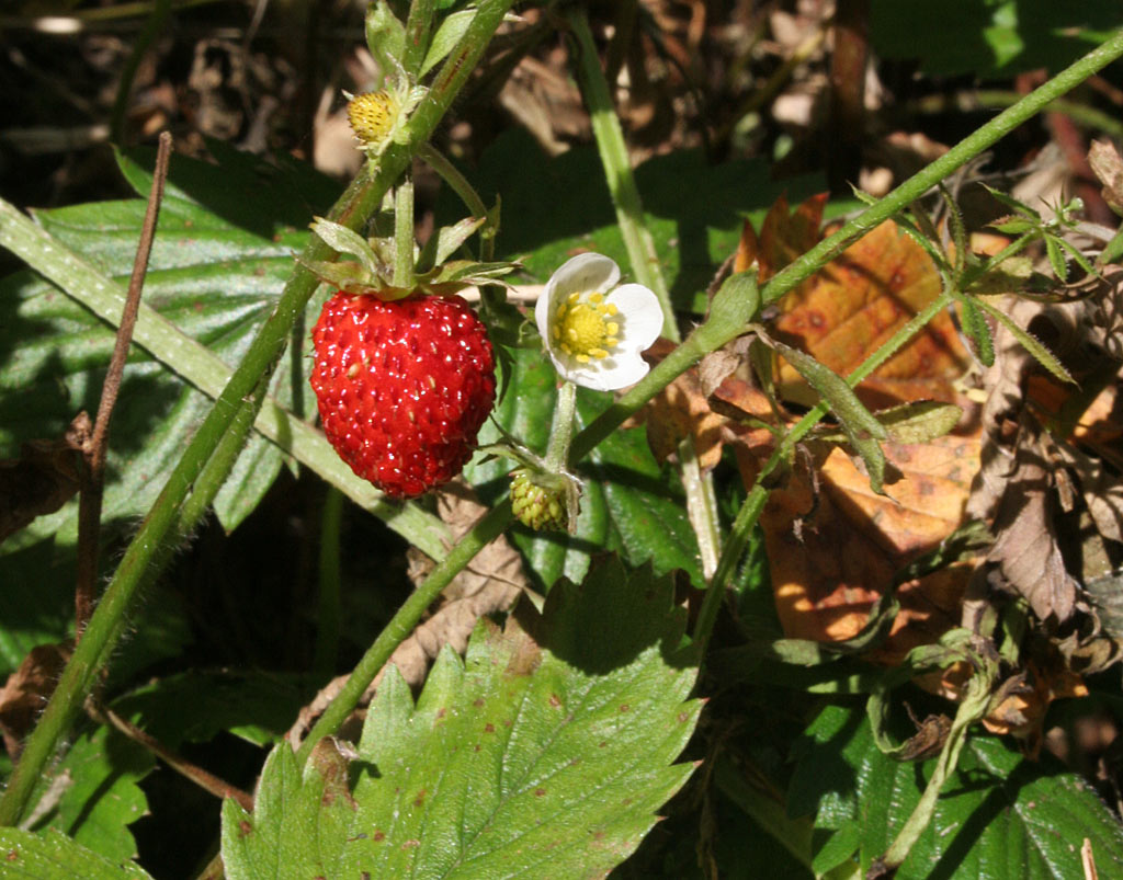 Bosaardbei - Fragaria vesca : Losse grammen