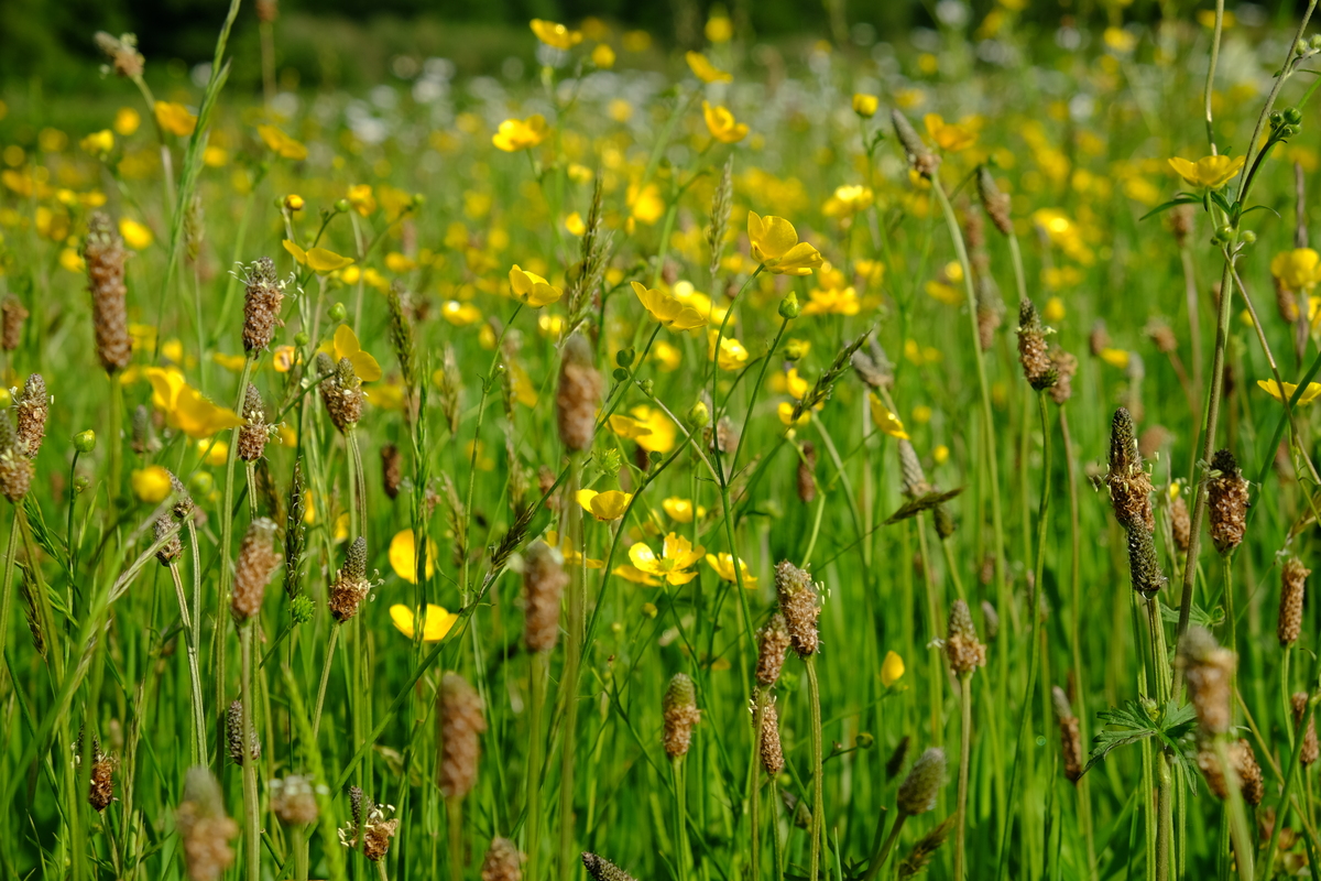 G1 Bloemrijk grasland - lichte grond : Losse grammen