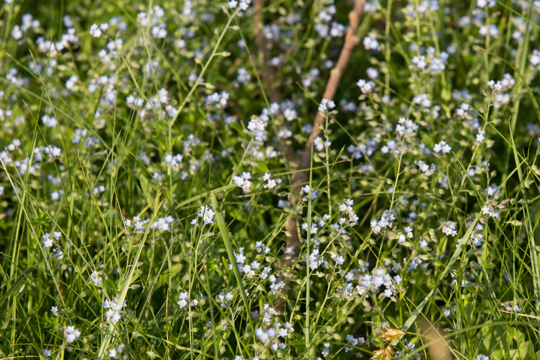 Akkervergeet-mij-nietje - Myosotis arvensis : Losse grammen