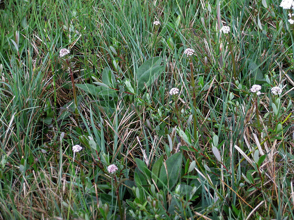 Kleine valeriaan - Valeriana dioica : Losse grammen