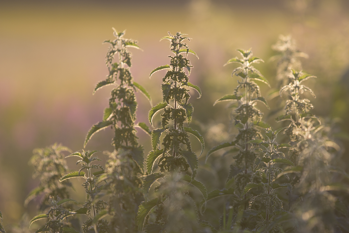 Grote brandnetel - Urtica dioica : Losse grammen