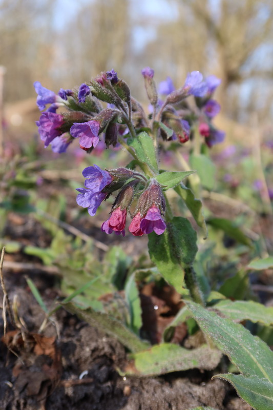 Ongevlekt longkruid - Pulmonaria obscura : Zakje zaden