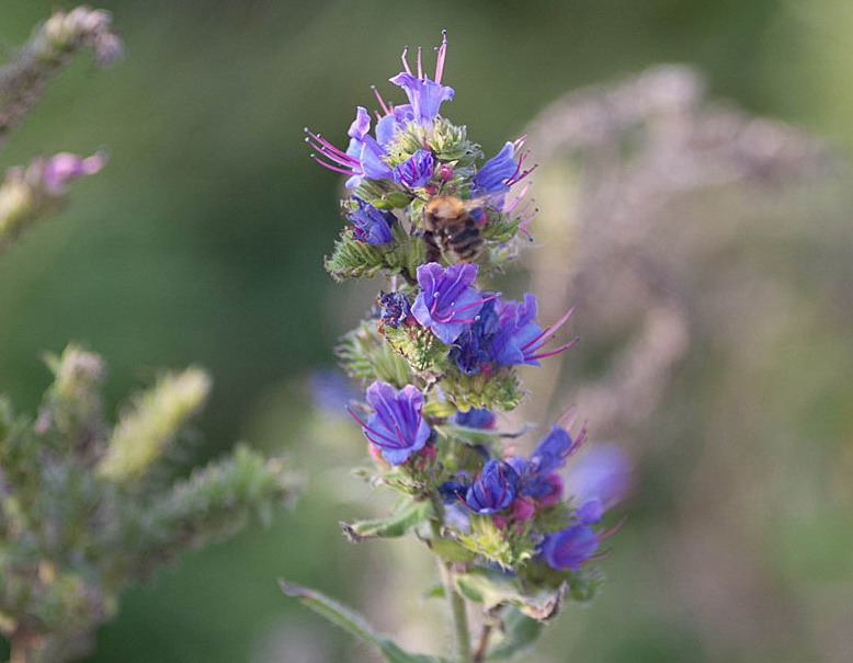 Slangenkruid - Echium vulgare : Plant in P9 pot