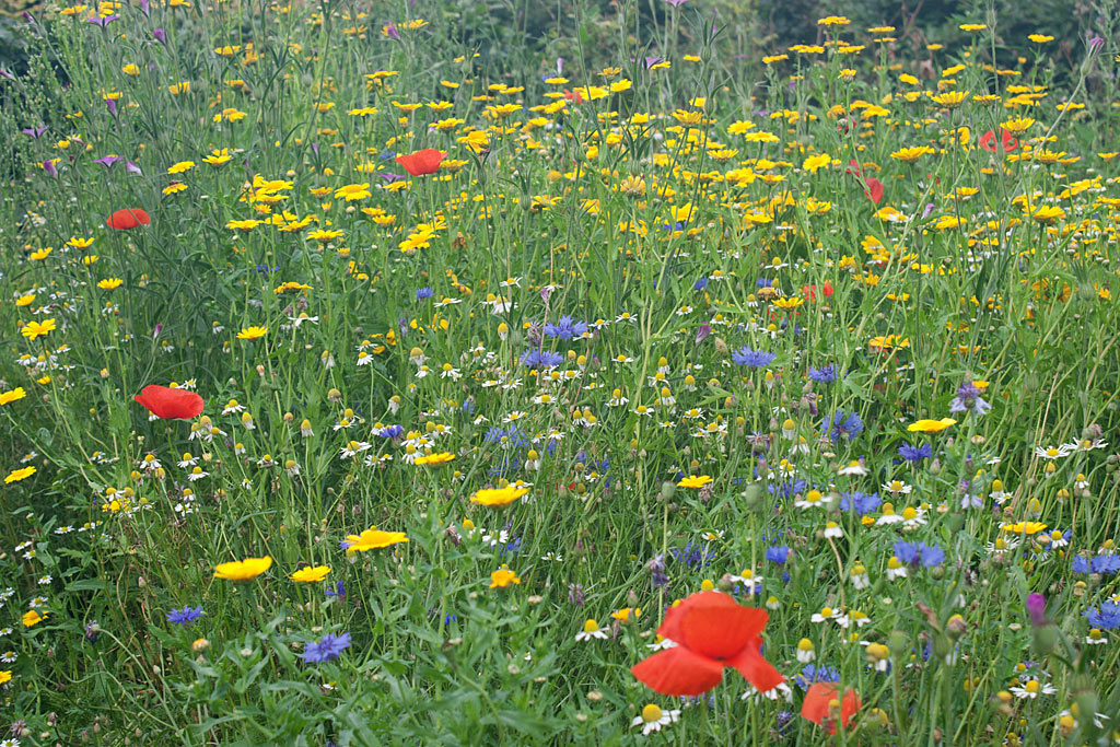 A6 Akkerbloemen : Losse grammen