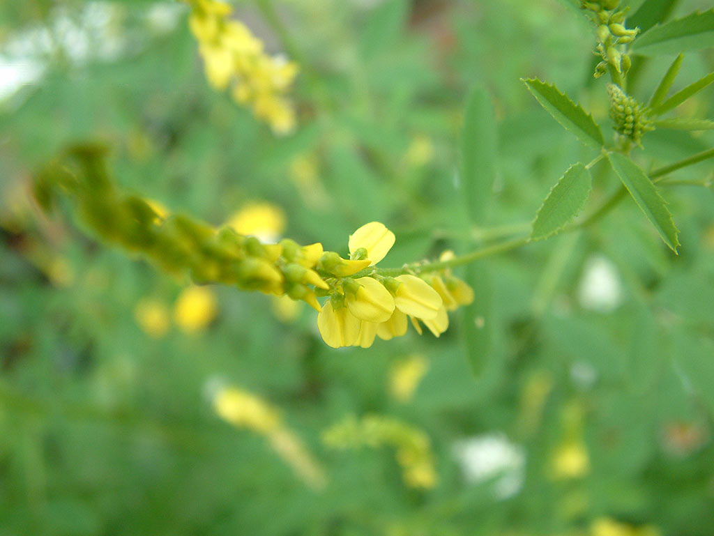 Citroengele honingklaver - Melilotus officinalis : Plant in P9 pot