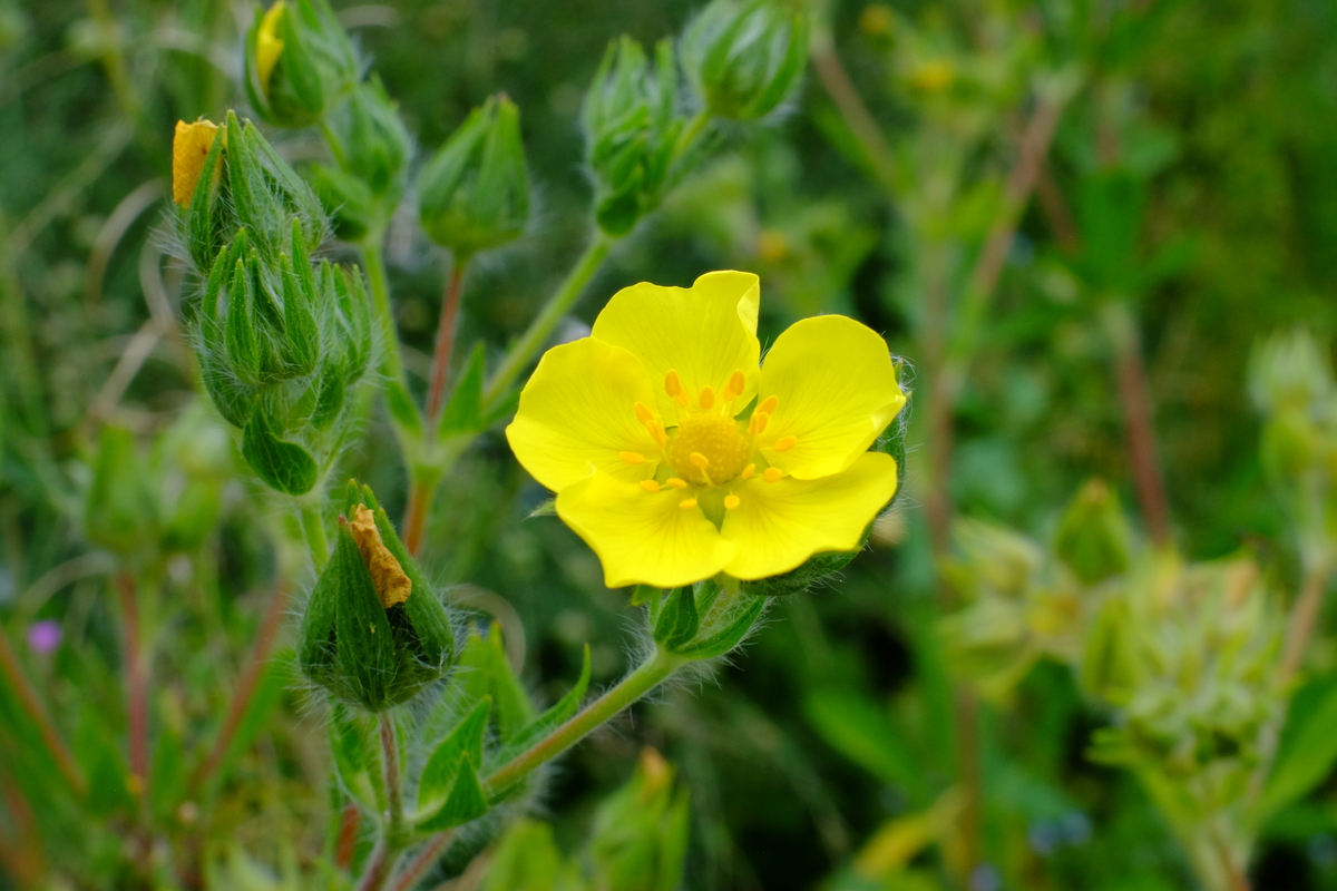 Rechte ganzerik - Potentilla recta : Plant in P9 pot