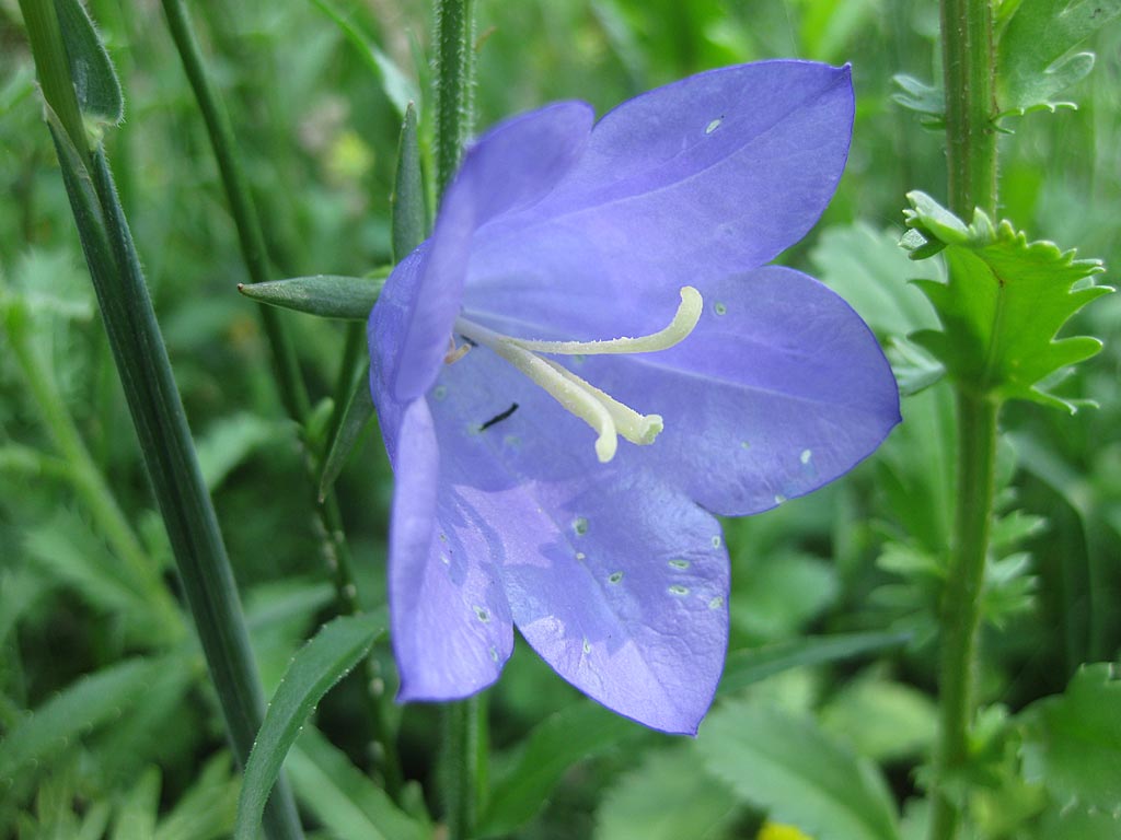 Prachtklokje - Campanula persicifolia : Plant in P9 pot