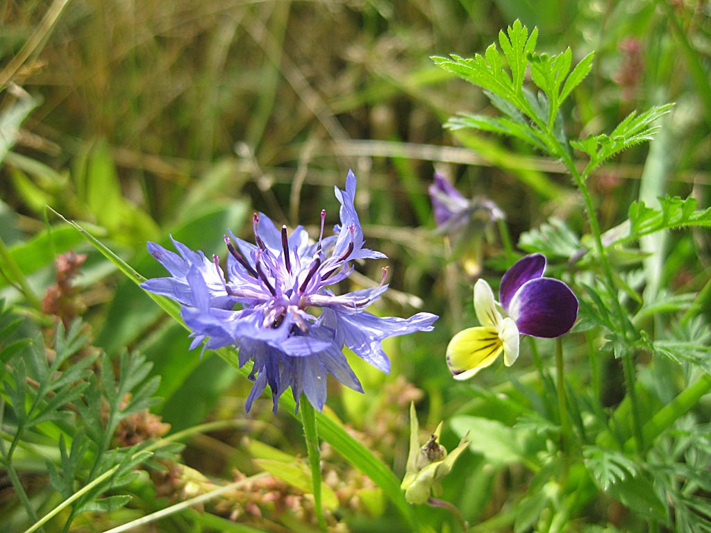 N2 Bijenmengsel - 1- & 2-jarige soorten : Zakje voor 15-25M2 N2 Bijenmengsel - 1- & 2-jarige soorten : Zakje voor 15-25M2
