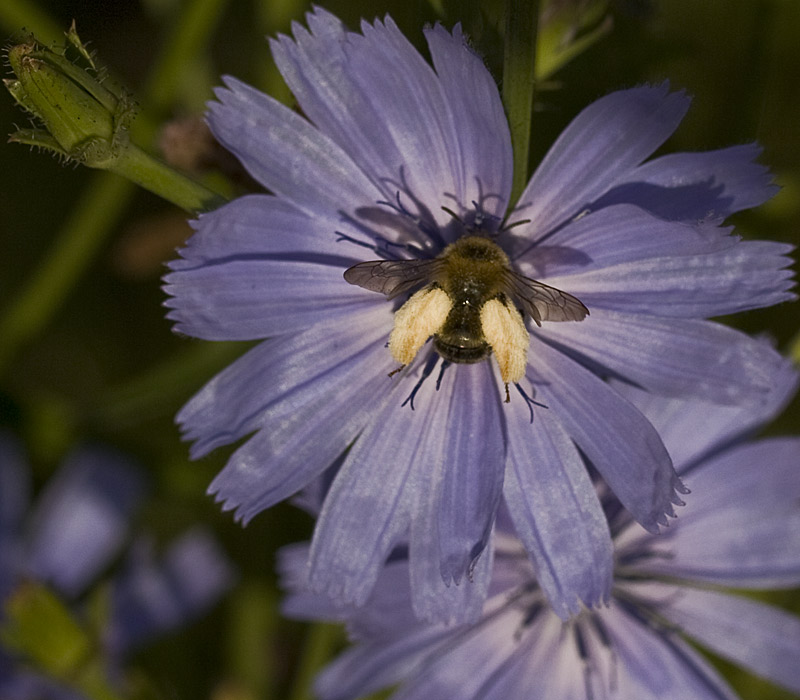 Wilde cichorei - Cichorium intybus : Plant in P9 pot