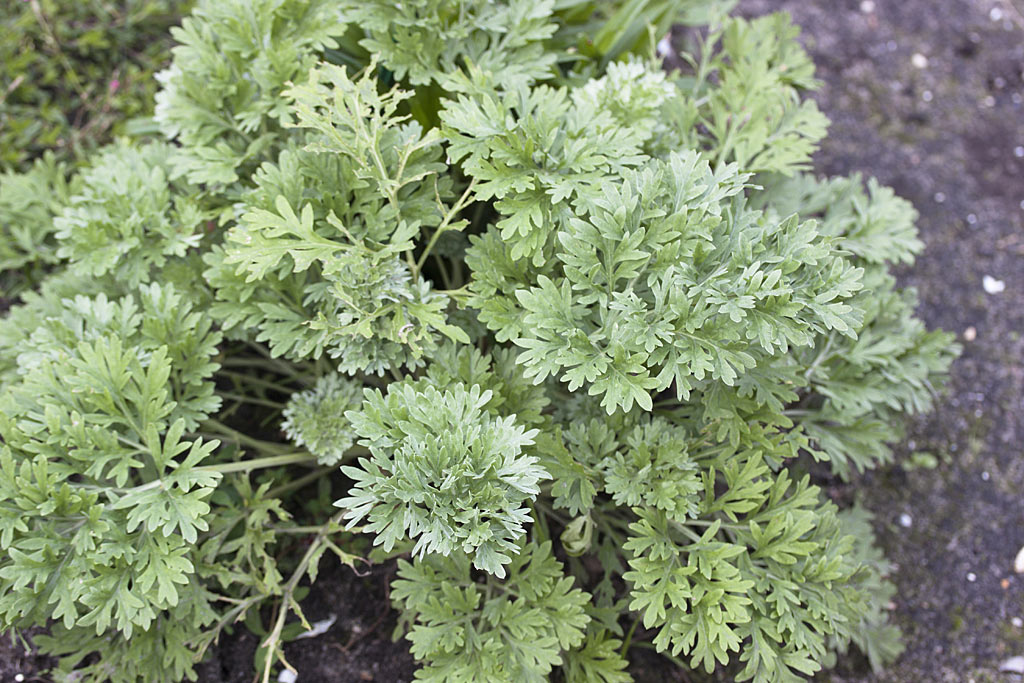 Absintalsum - Artemisia absinthium : Plant in P9 pot