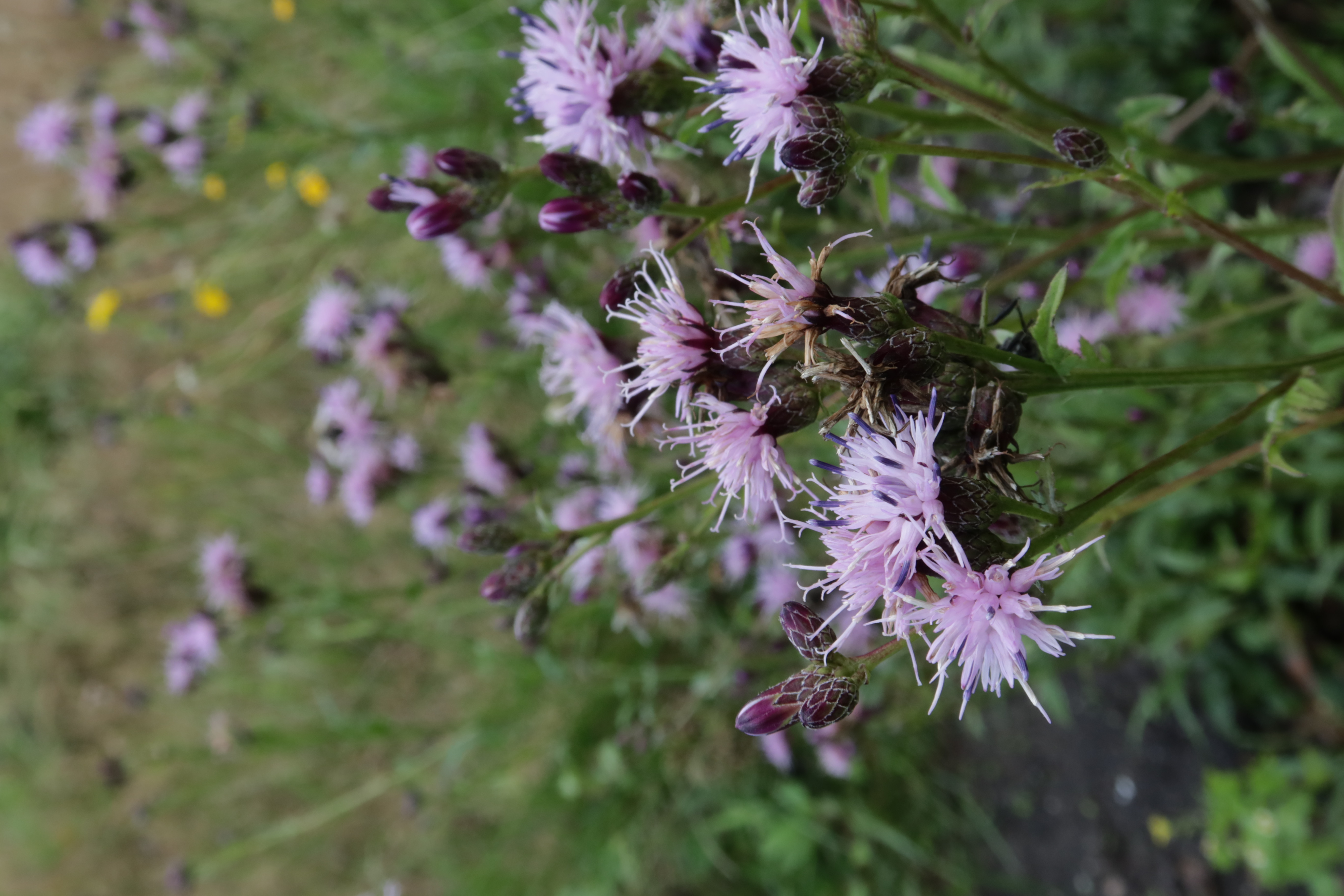 Zaagblad - Serratula tinctoria : Plant in P9 pot