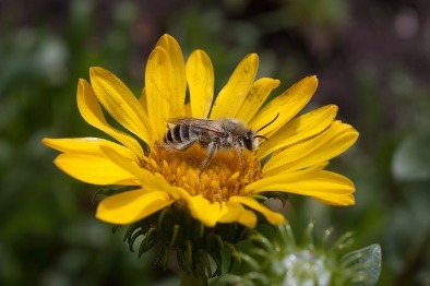 Kieskeurige kinderen en luie moeders in het bijenrijk