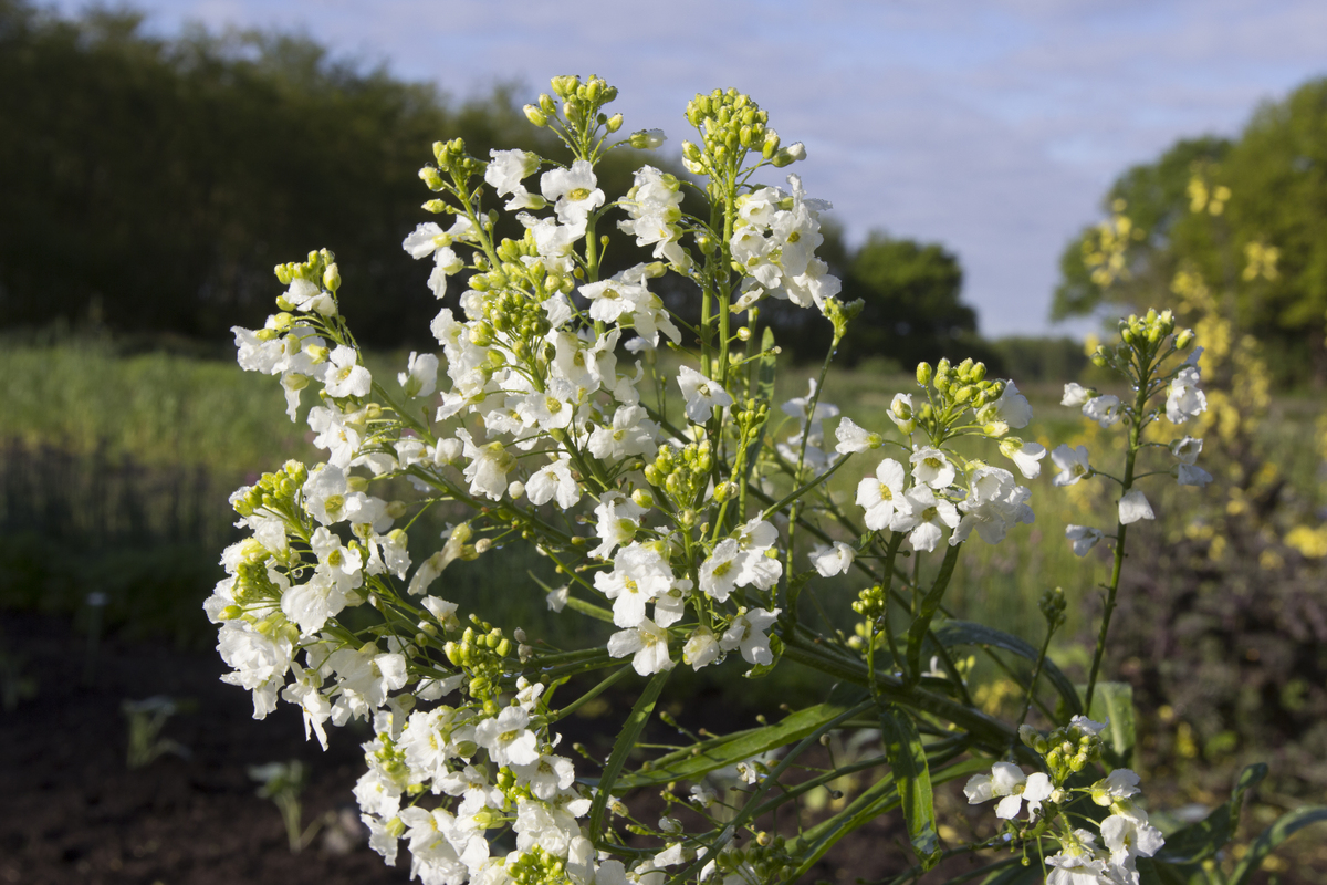 Mierikswortel - Armoracia rusticana : Plant in P9 pot