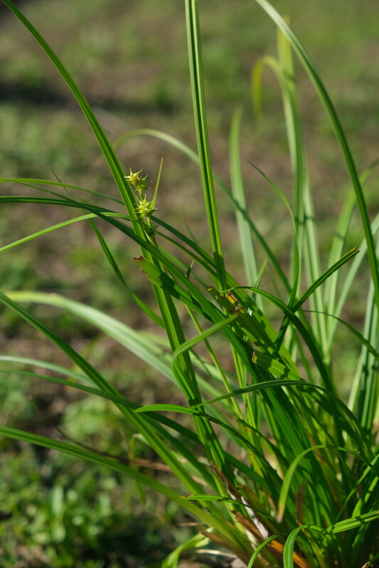 Gele zegge - Carex flava : Plant in P9 pot
