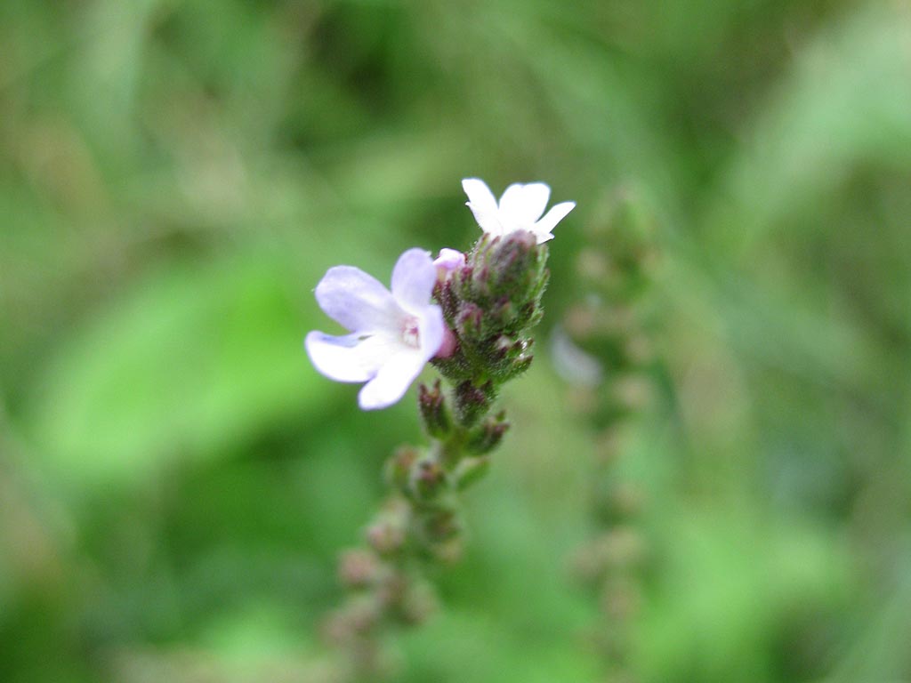 IJzerhard - Verbena officinalis : Zakje