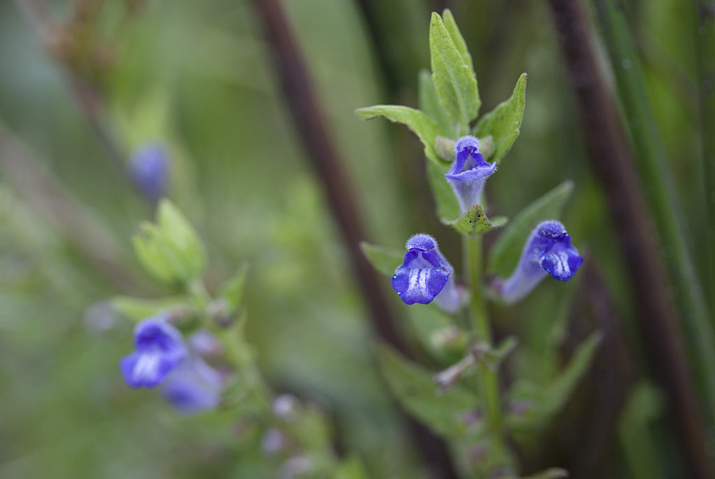 Blauw glidkruid - Scutellaria galericulata : Losse grammen