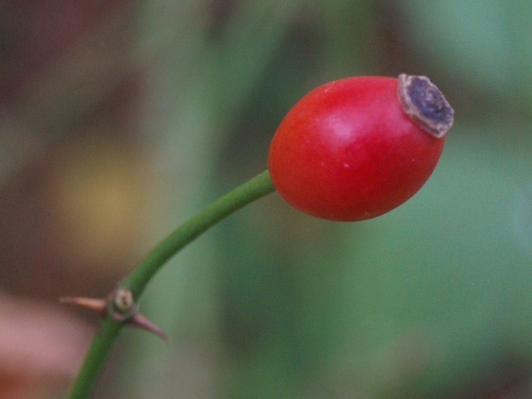 Heggenroos - Rosa corymbifera : Plant in C3 liter pot