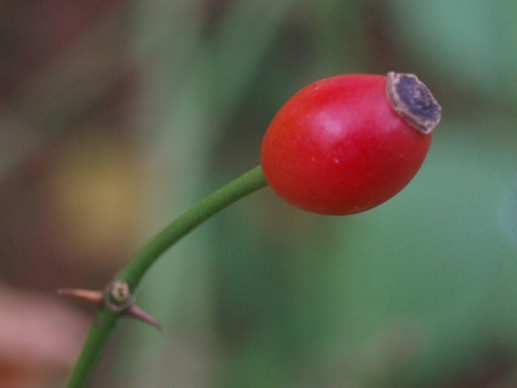 Heggenroos - Rosa corymbifera : Los stuk wortelgoed