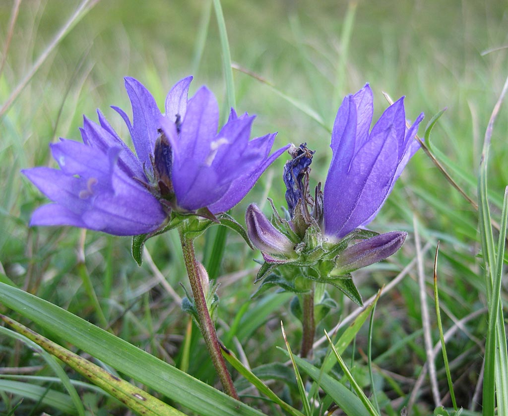 Kluwenklokje - Campanula glomerata : Losse grammen