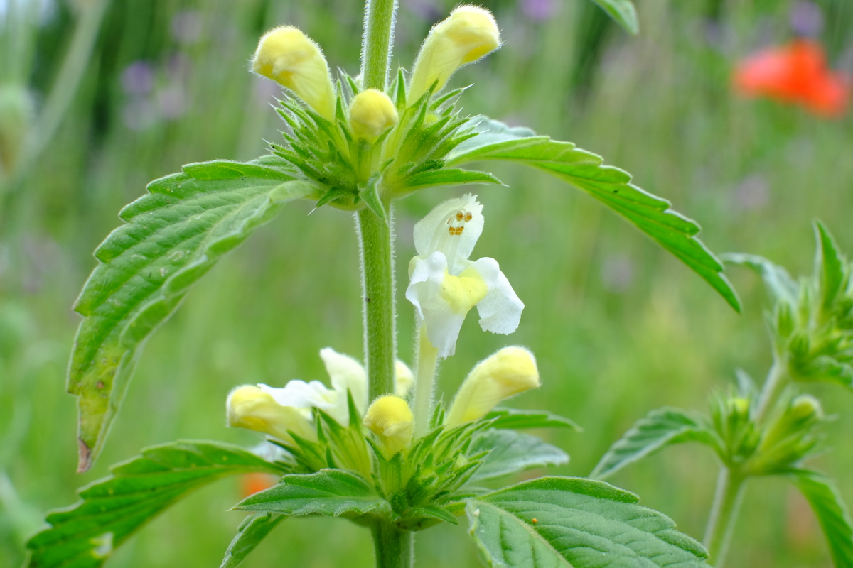 Bleekgele hennepnetel - Galeopsis segetum : Losse grammen