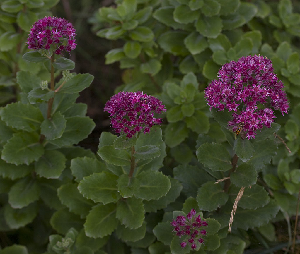 Hemelsleutel - Hylotelephium telephium : Plant in P9 pot