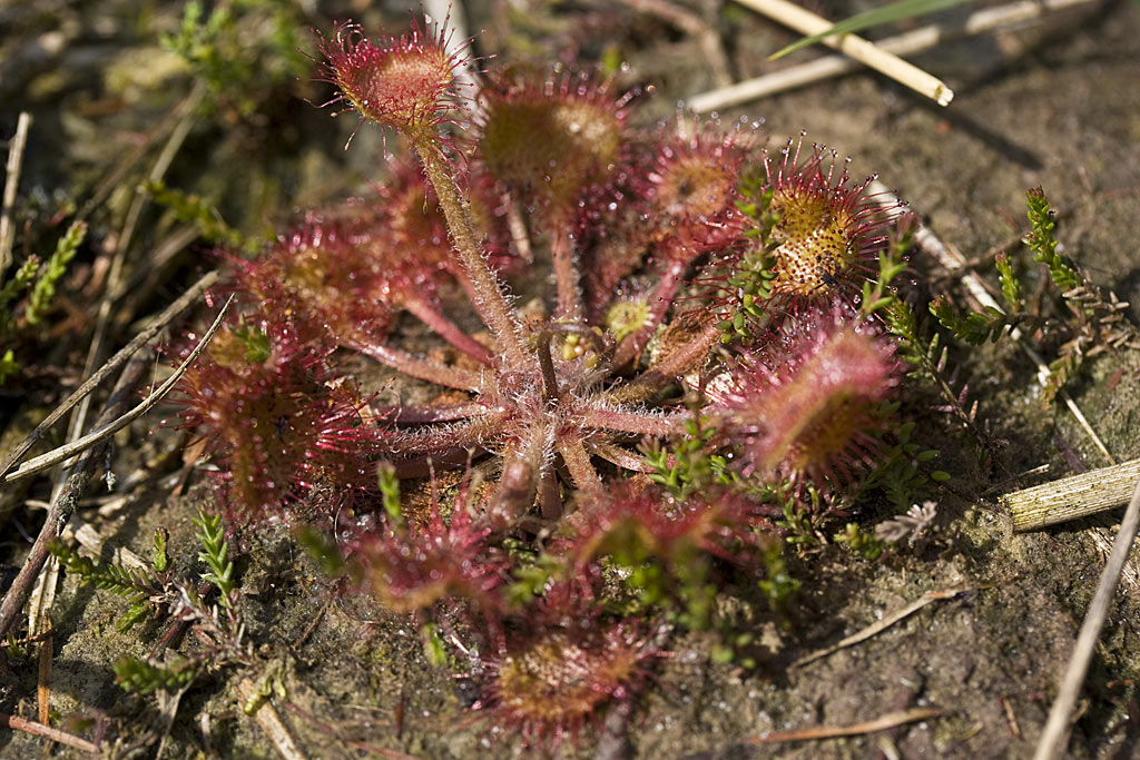 Ronde zonnedauw - Drosera rotundifolia : Zakje