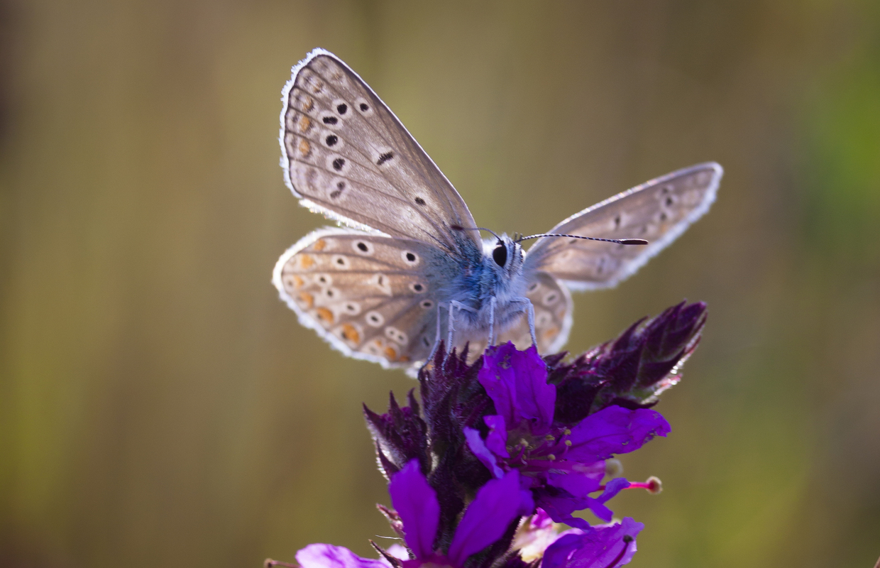 Grote kattenstaart - Lythrum salicaria : Zakje