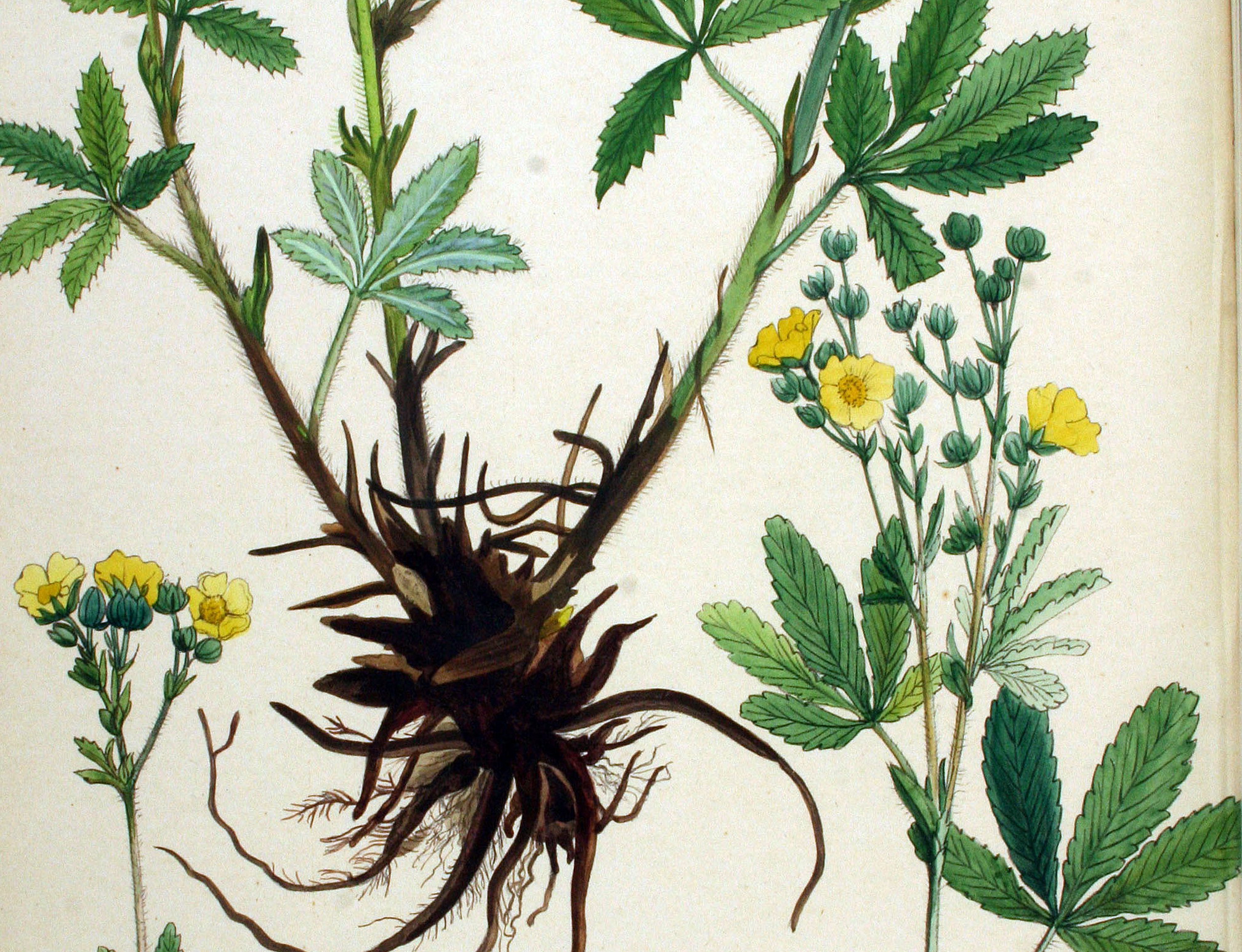 Rechte ganzerik - Potentilla recta : Plant in P9 pot