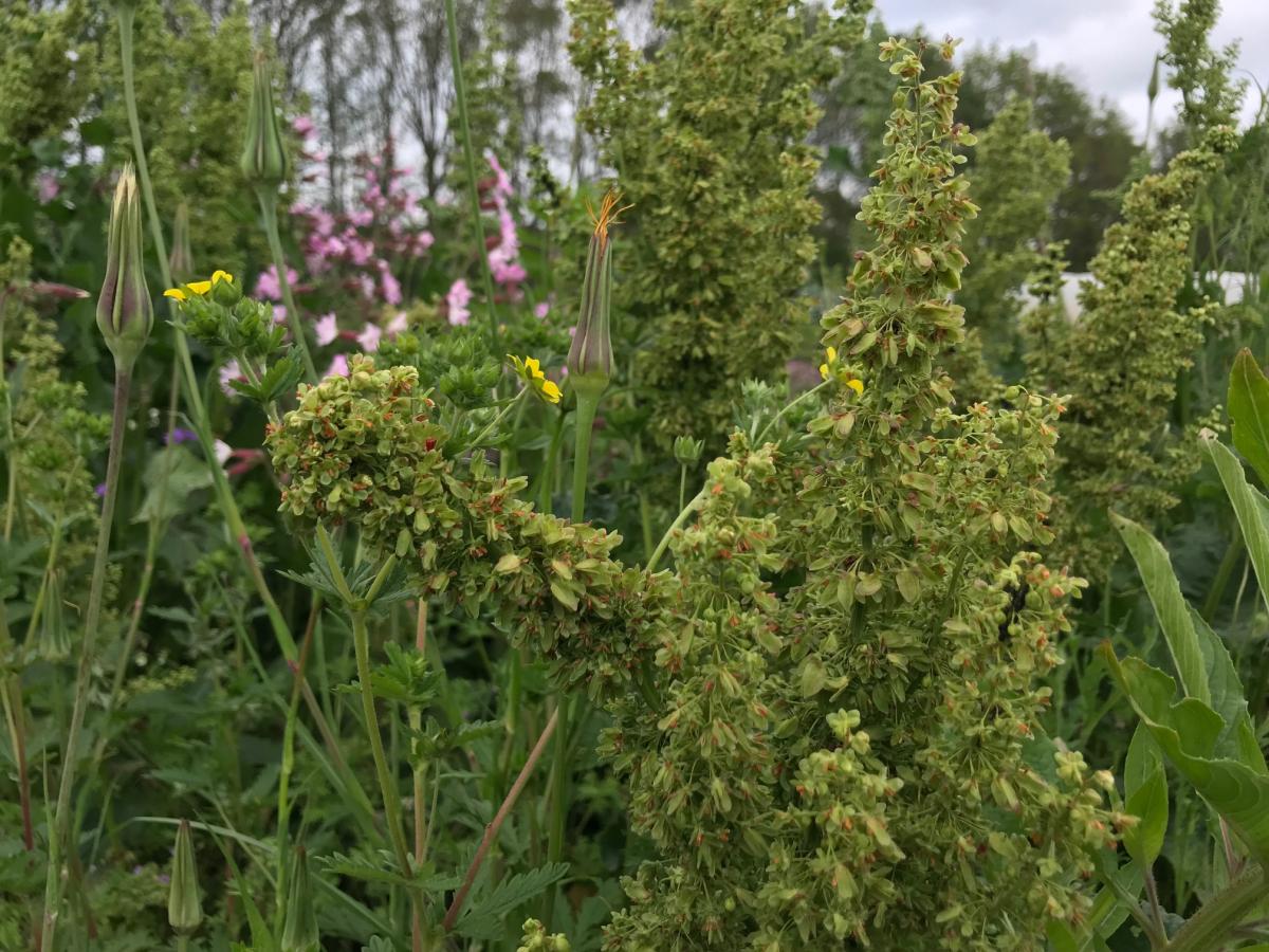 Paardenzuring - Rumex aquaticus : Losse grammen