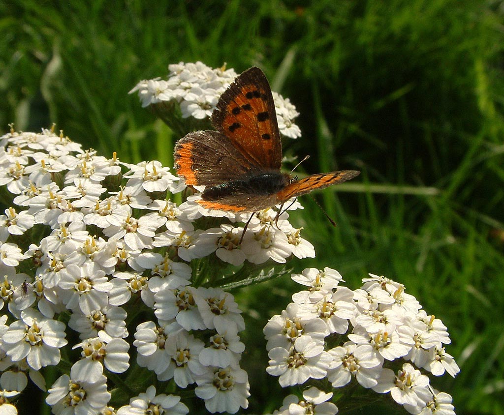 Duizendblad - Achillea millefolium : Plant in P9 pot