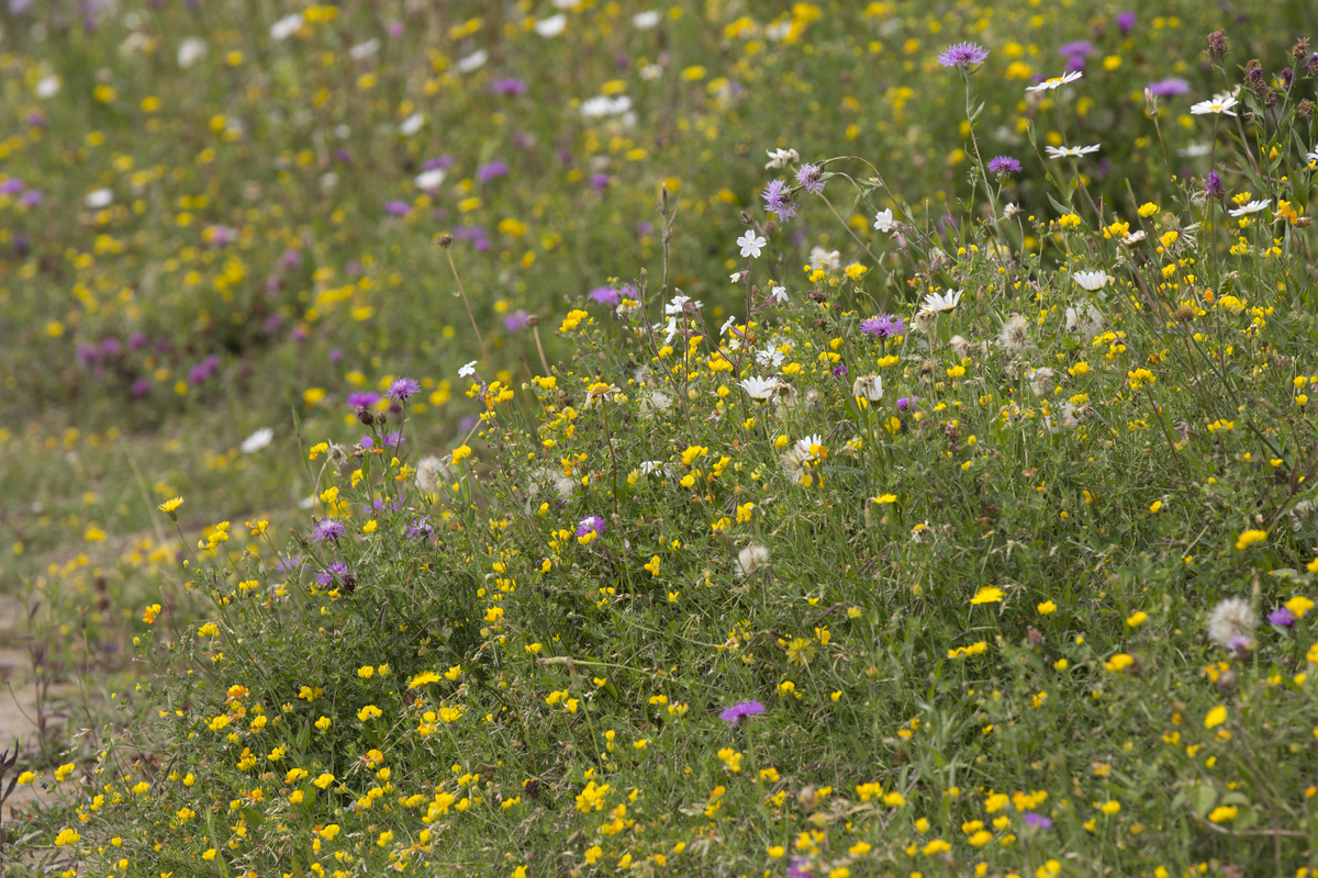 S1  Speelnatuur : Losse grammen