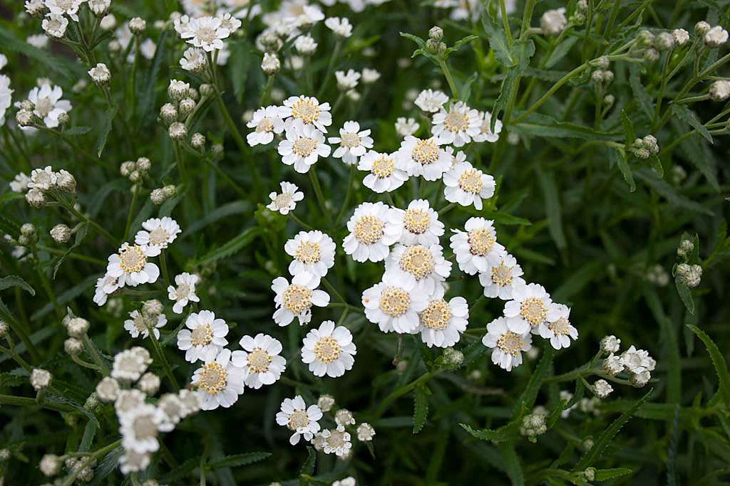 Wilde bertram - Achillea ptarmica : Plant in P9 pot