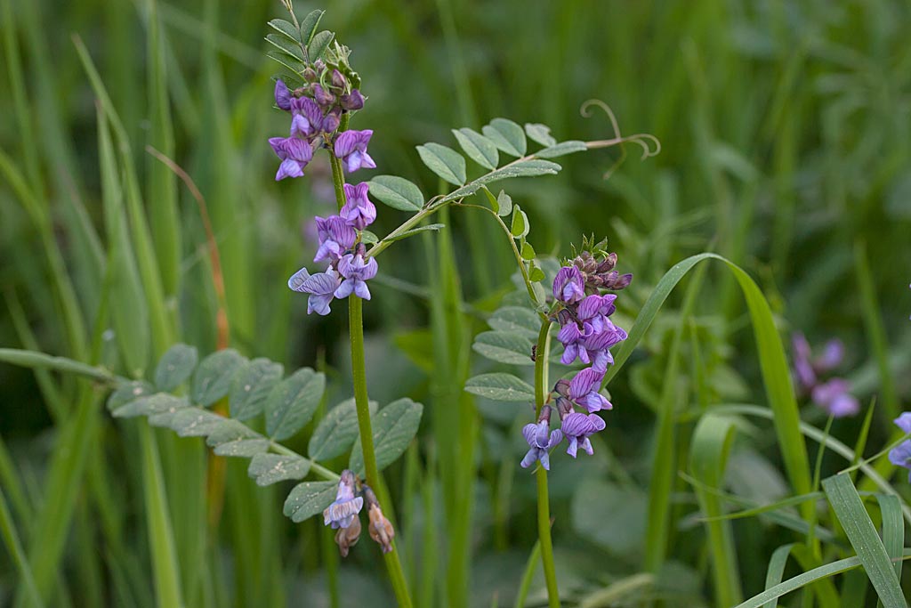 Heggenwikke - Vicia sepium : Losse grammen