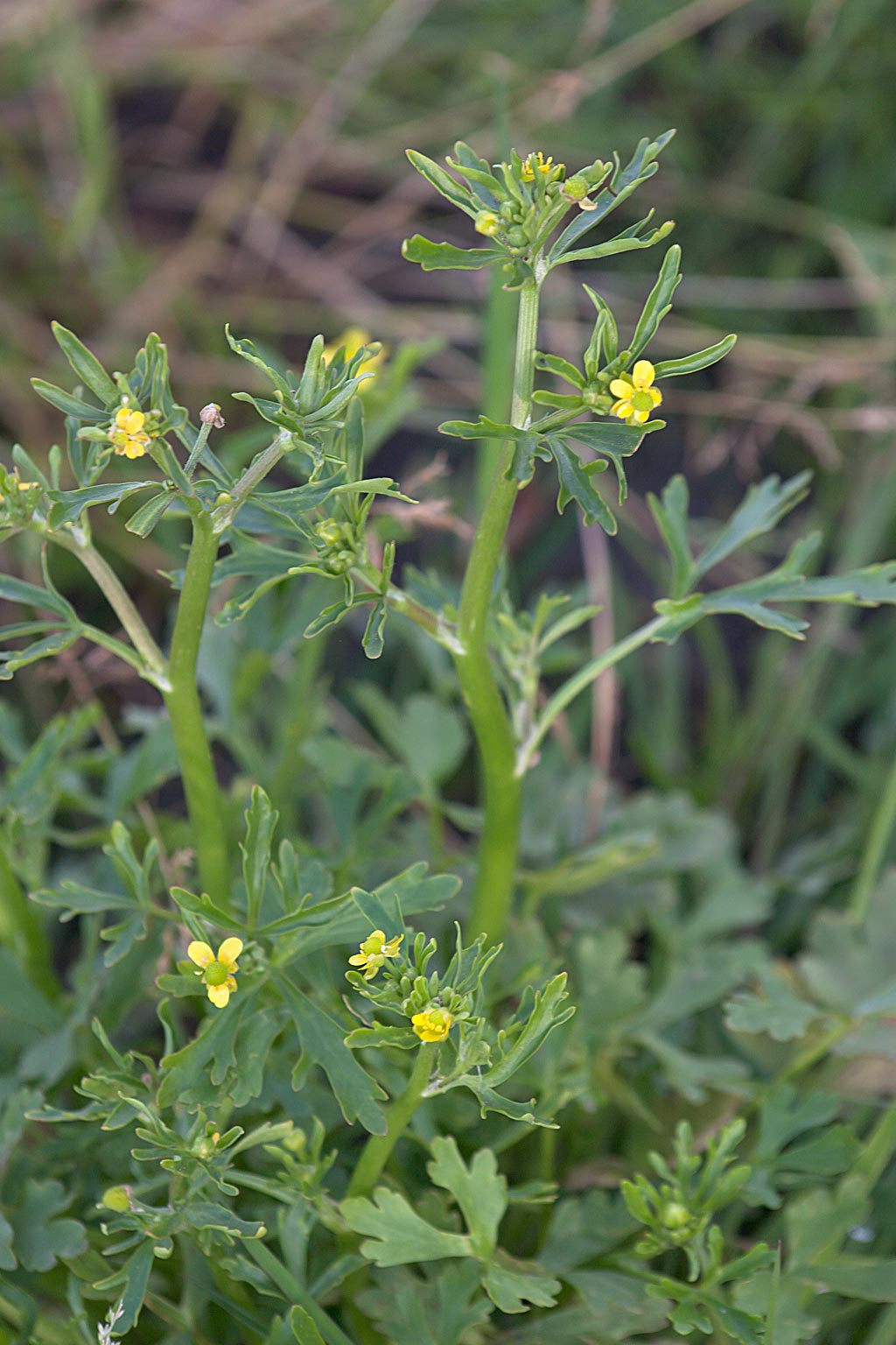 Blaartrekkende boterbloem - Ranunculus sceleratus : Zakje Blaartrekkende boterbloem - Ranunculus sceleratus : Zakje