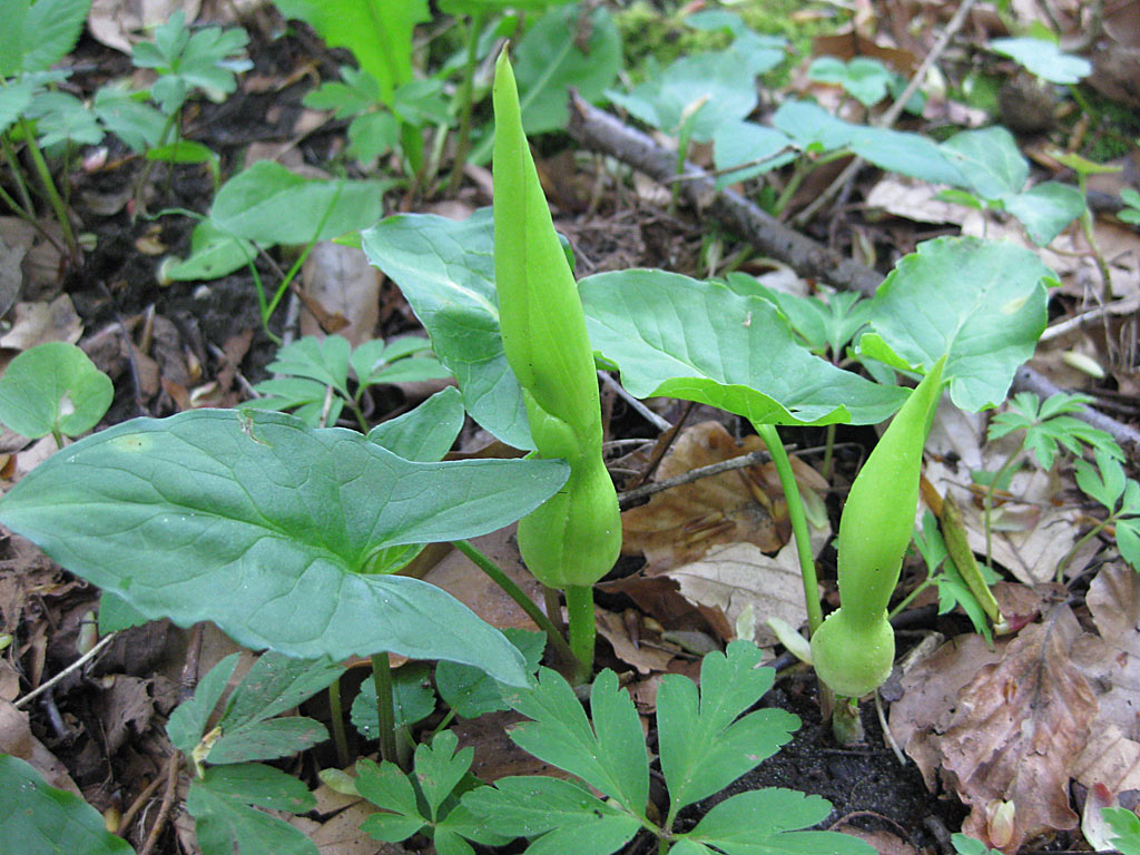 Gevlekte aronskelk - Arum maculatum : Zakje
