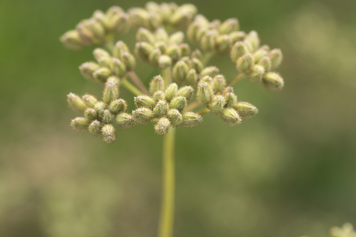 Heggendoornzaad - Torilis japonica : Plant in P9 pot
