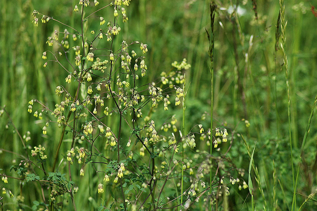 Kleine ruit - Thalictrum minus : Plant in P9 pot