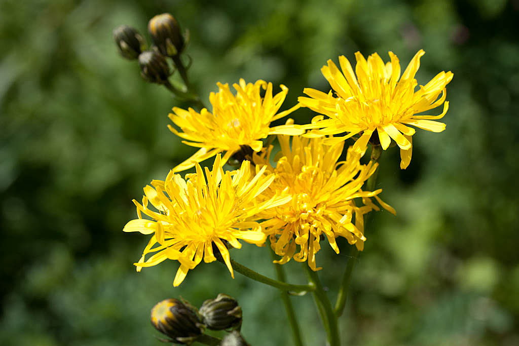 Groot streepzaad - Crepis biennis : Zakje