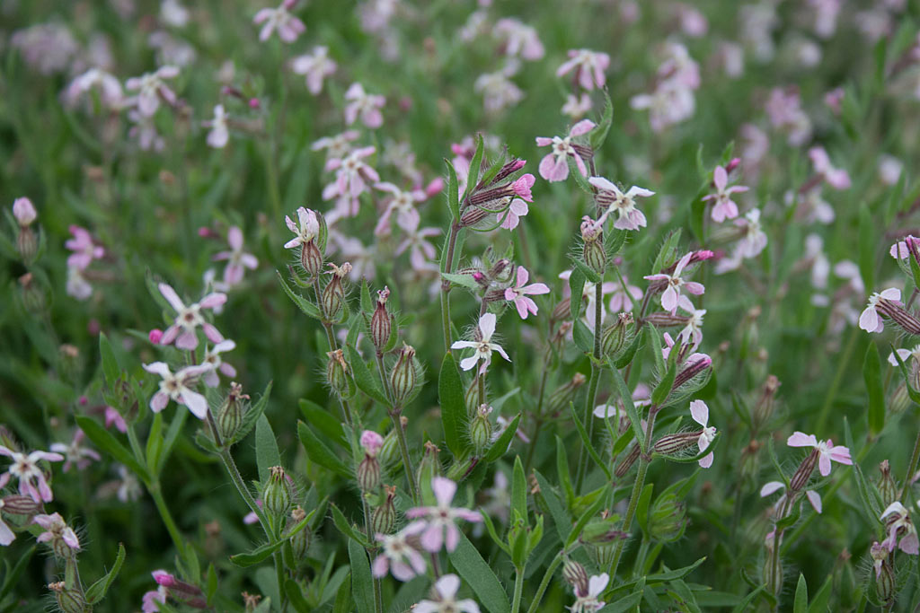 Franse silene - Silene gallica : Zakje