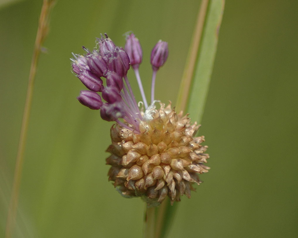 Kraailook - Allium vineale : Losse grammen