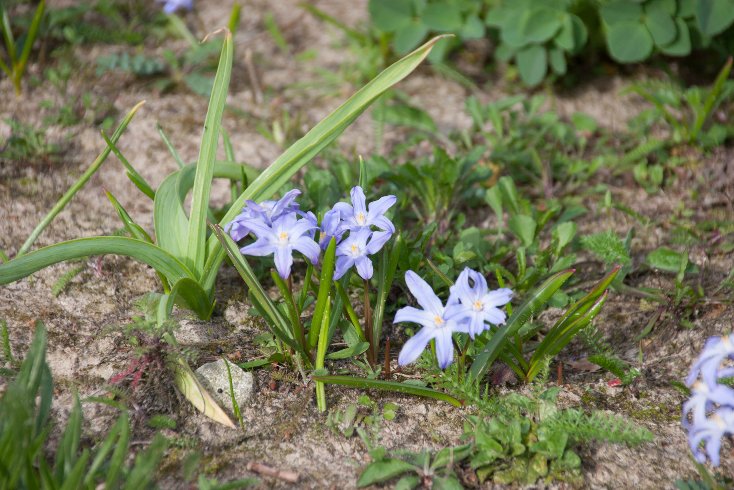 Grote sneeuwroem - Scilla forbesii (syn Chionodoxa siehei) : Verpakking met 500 bollen