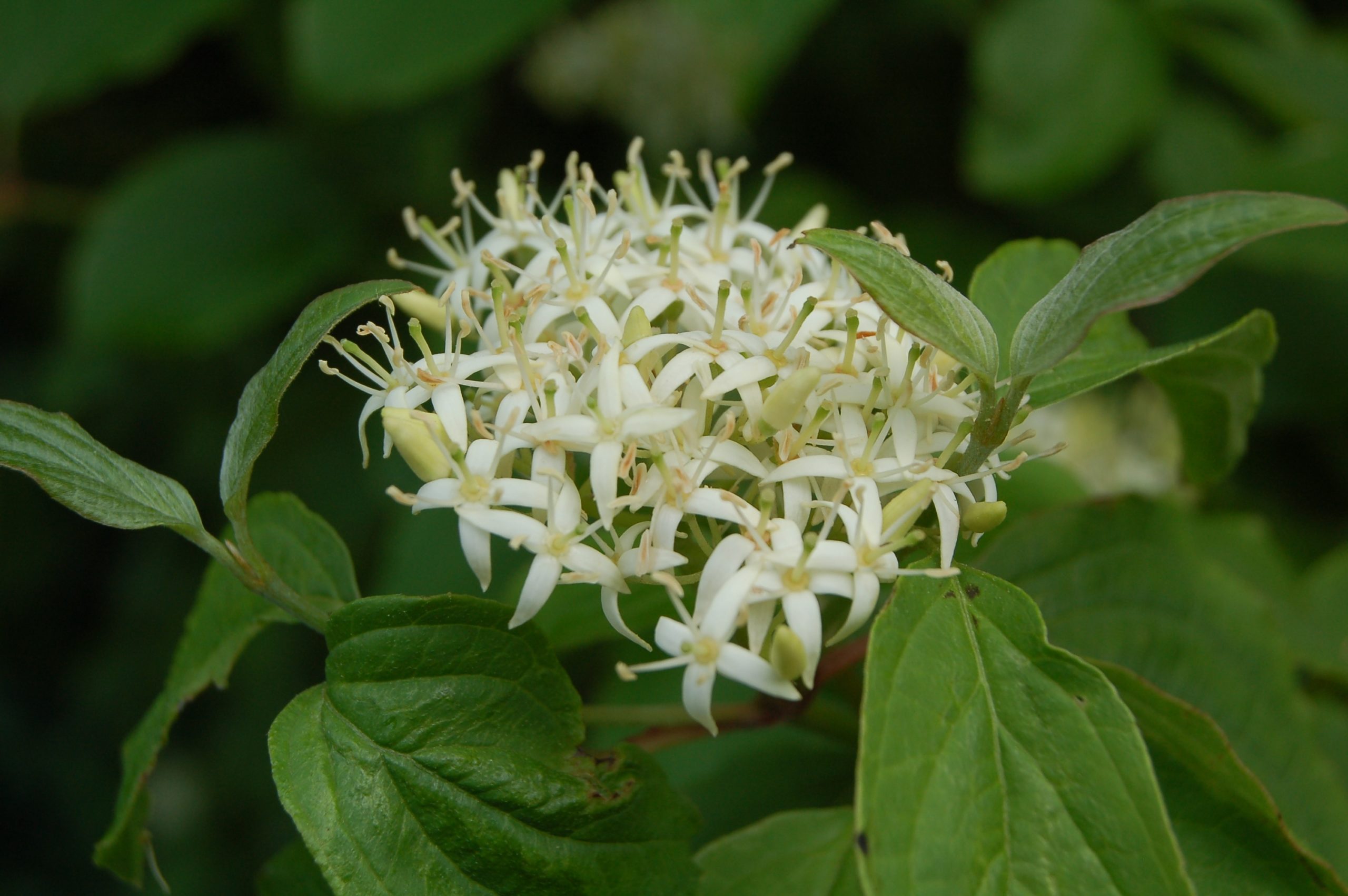 Rode Kornoelje - Cornus sanguinea : Los stuk wortelgoed