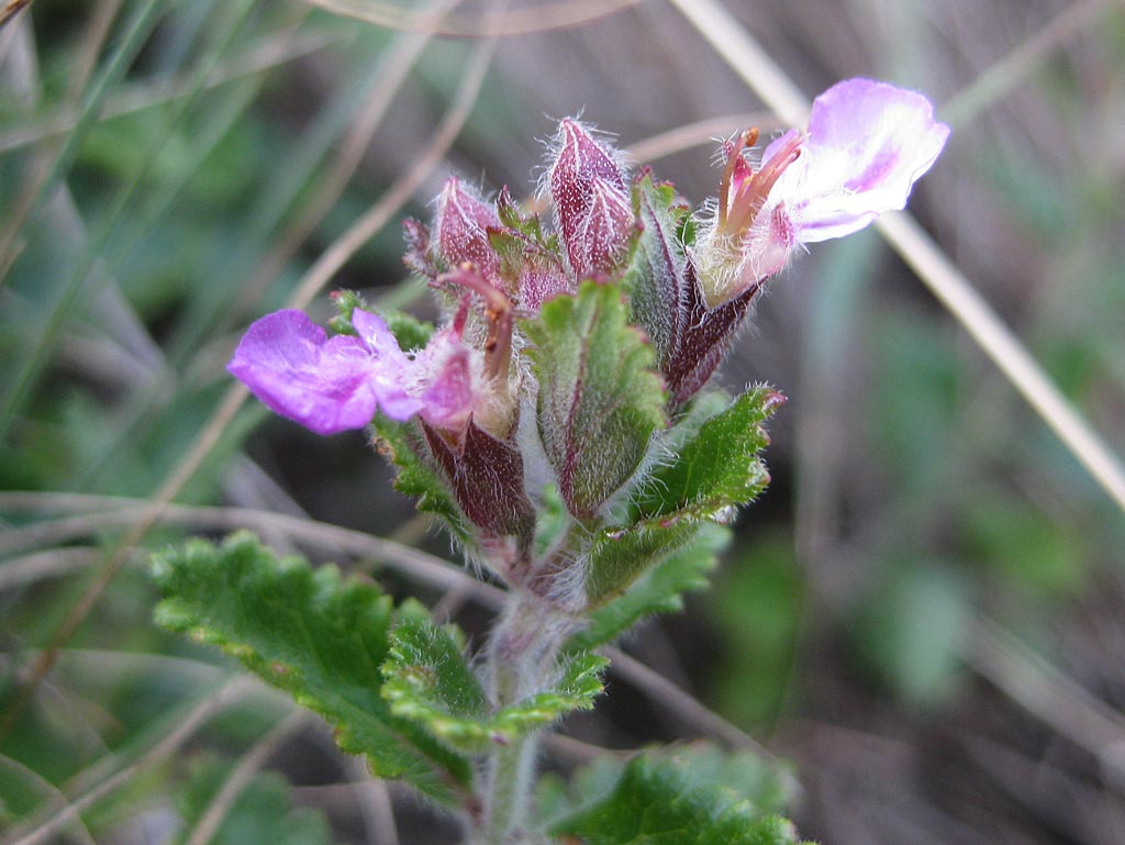 Echte gamander - Teucrium chamaedrys : Plant in P9 pot